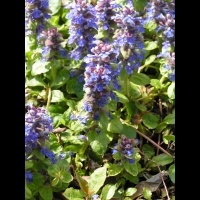 Bugle, Ajuga reptans (fam Labiees) (Europe, Asie centrale) (3)